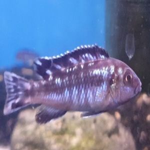 melanochromis-maingano