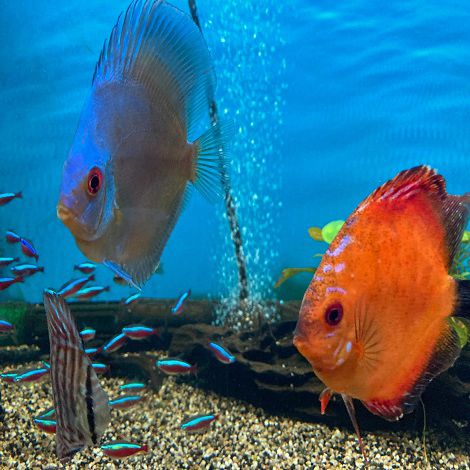 Discusvissen - vissen - Aquariumvissen