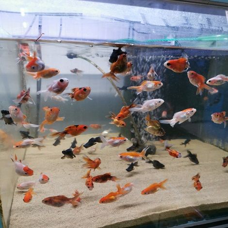 Edele zwak Minst Sluiërstaart kopen - Koudwater vissen - Aquariumvissen