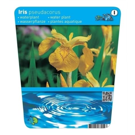 Iris pseudacorus (18x18)