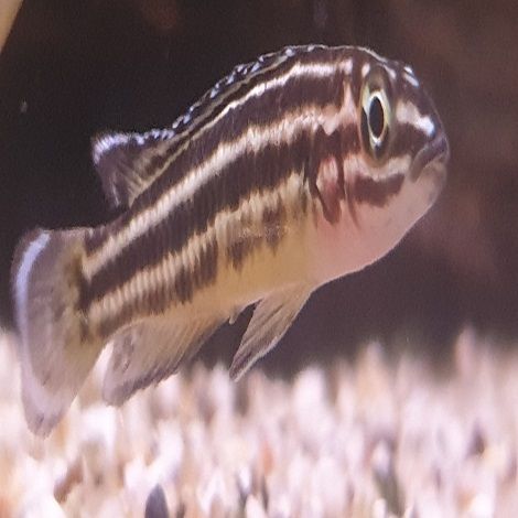 julidochromis regani  
